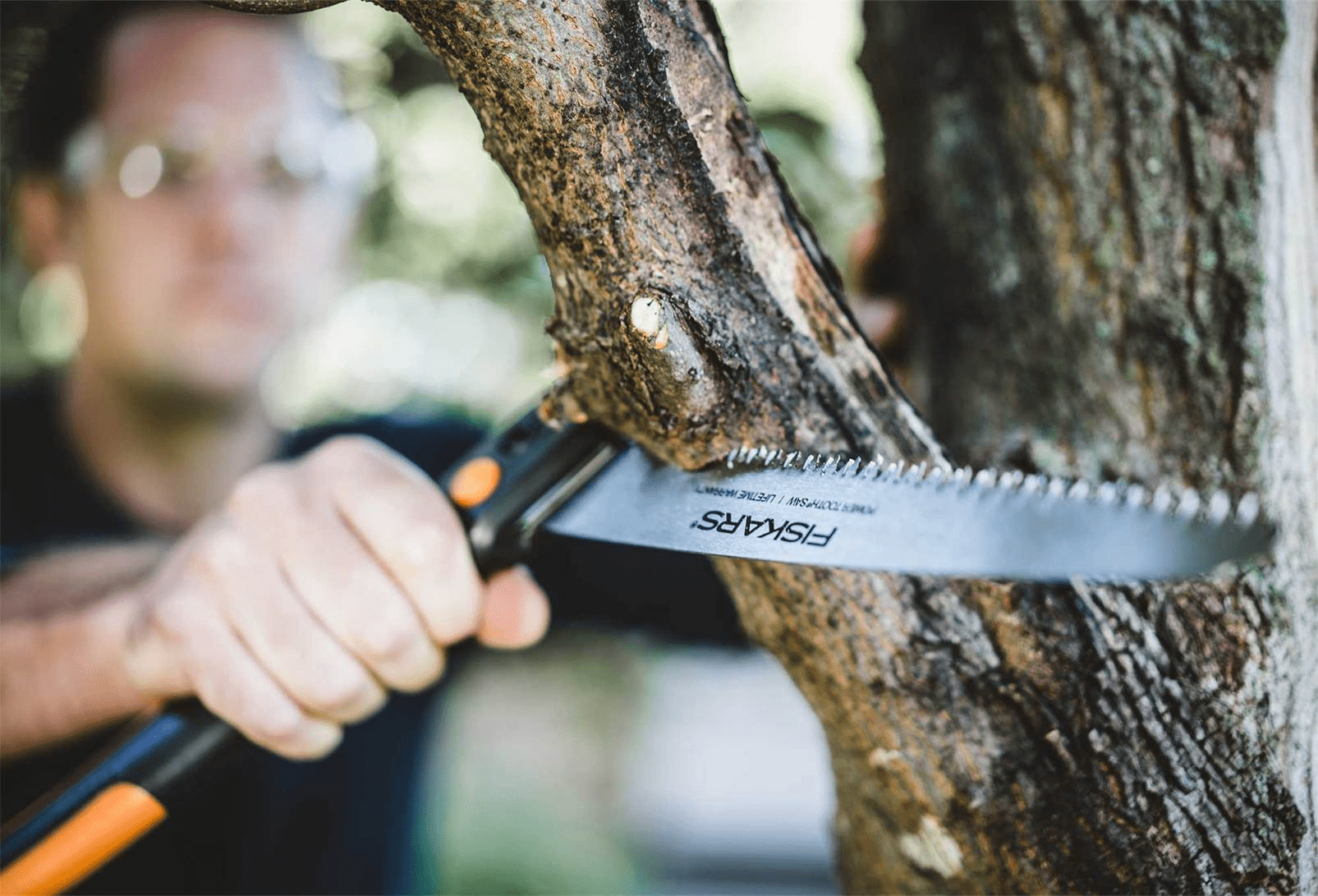 Beesley tree care photo 5